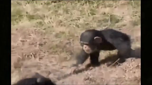 Мир Животных http mirzhivotnyh ru смотреть онлайн