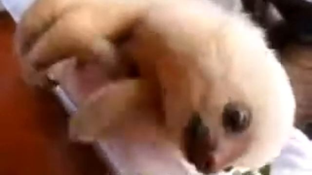 Прикольный ленивец