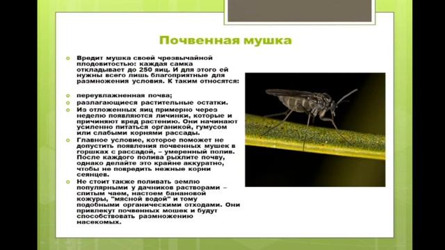 Ошибки при выращивании рассады, уход за рассадой, подготовка почвы под рассаду. Кольцова Ирина смотреть онлайн