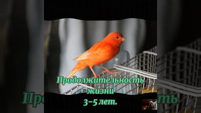 Канарейка (Факты) 2#Птицы смотреть онлайн