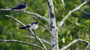 Стихотворение "Травка зеленеет солнышко блестит"  Плещеев  Алексей