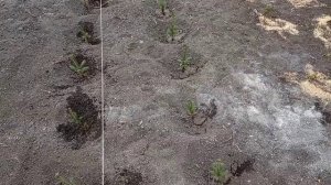 Посадка двухлетних сеянцев голубой ели.посадка на доращивание