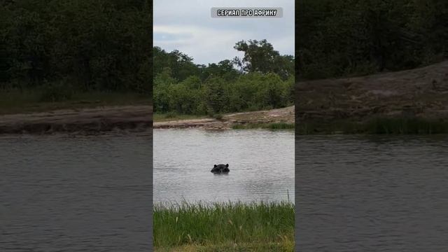 Вы знали, что это самое смертоносное и опасное для человека животное в Африке? Бегемот смотреть онлайн