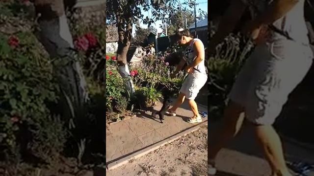 Каких команд можно научить чихуахуа. смотреть онлайн