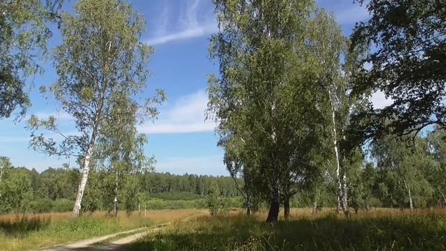 Футаж релакс Берёзы Поле Небо Июль Лето 2020 011 смотреть онлайн