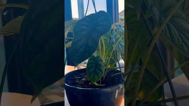Alocasia Dragon Scale Plant #plants #homedecor #taurus смотреть онлайн