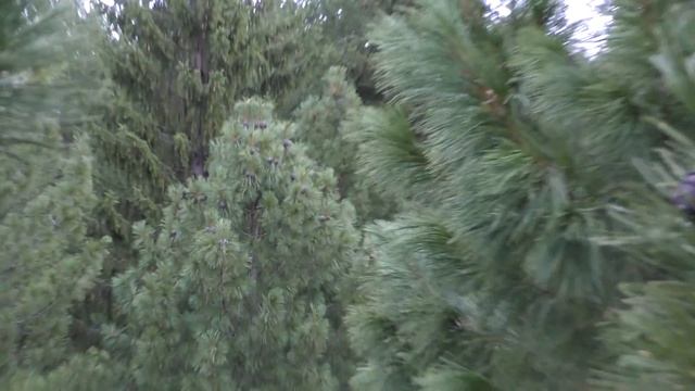 Залез я значит на кедр, а тут ......! смотреть онлайн