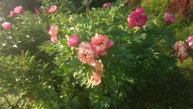 Paeonia Magical Mystery Tour