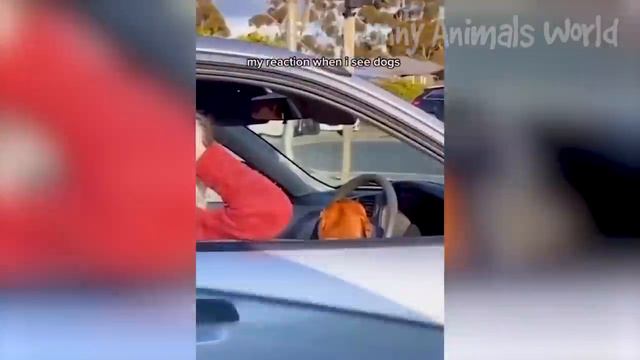 Funny Animal Videos 2023  - Funniest Dogs And Cats Videos  #7