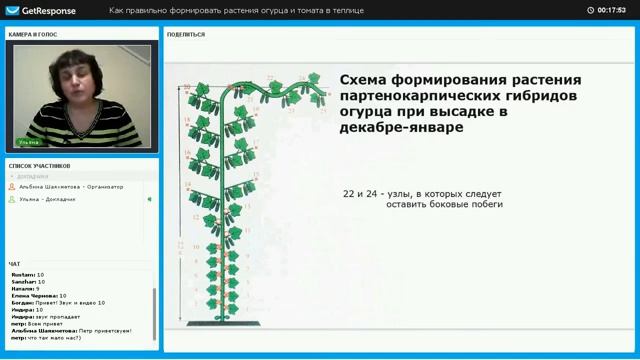 Формирование партенокарпических огурцов в теплице смотреть онлайн