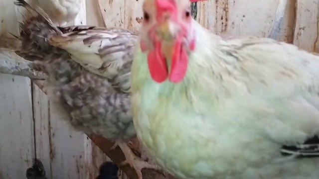 куры в тяжёлом состоянии. забыла про коз. моя деревенская жизнь. country life смотреть онлайн