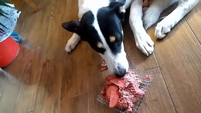 День рождение моей собаки Даны. Ура!!!❤ смотреть онлайн
