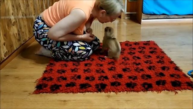 Д ш мальчик чихуахуа, окрас шоко соболь Д р 05 04 2022 г смотреть онлайн