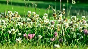 Какие бывают газоны? Какой выбрать газон? Ландшафтный дизайн