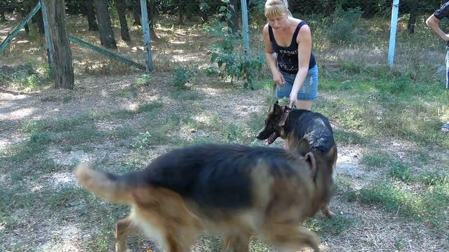 Шикарный Дакар и красотка Линда. Длинношерстные немецкие овчарки. Ждём щенков в ноябре 2023. Одесса смотреть онлайн