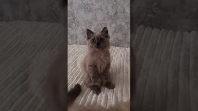 Кот превратился в суслика, это невероятно смотреть онлайн