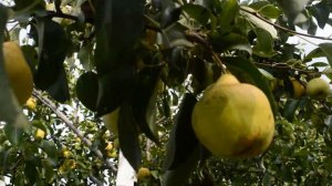 ВЫРАСТИЛА СОЧНУЮ ГРУШУ НА СЕВЕРЕ НА БОЛОТЕ! ВОЗМОЖНО ВСЕ! (правильная посадка груши)