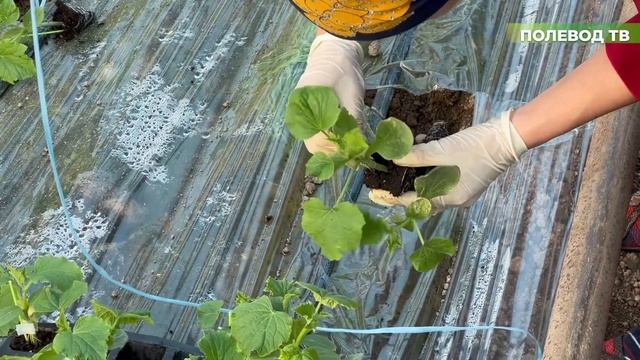 Высадка привитых огурцов в грунт! #агробизнес #теплица #рассада #огурцы #прививка смотреть онлайн
