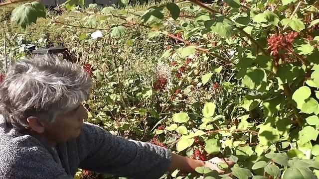 Helen's first try filming with the Panasonic HC V100, Wineberries. смотреть онлайн