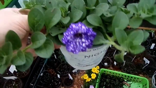 What's Growing In My Mini Greenhouse?