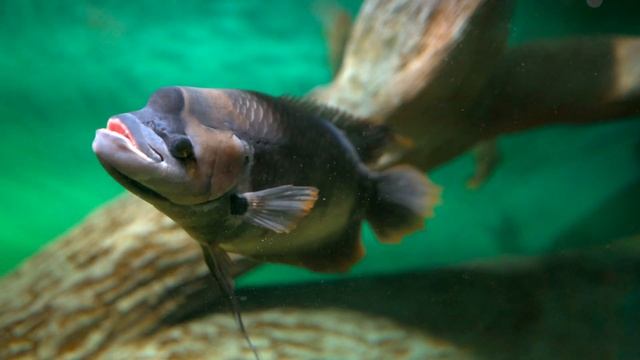 Самарский Океанариум (Sony A7C, Sony 20/1.8, HLG, Catalyst Browse) смотреть онлайн