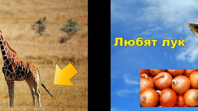 10 Фактов о жирафе, которые ты не знал! | Страна ОЗ смотреть онлайн