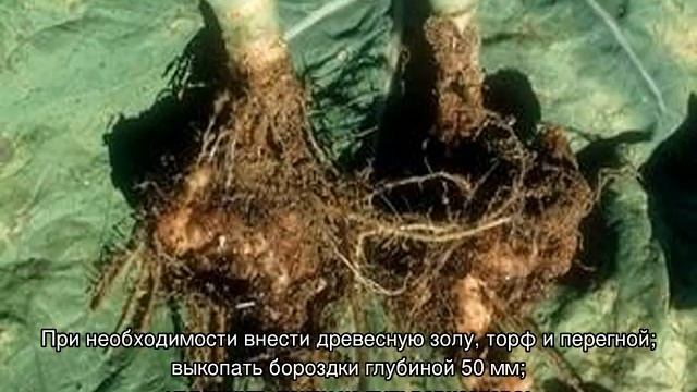 Маттиола ночная фиалка — цветок с чудным запахом смотреть онлайн