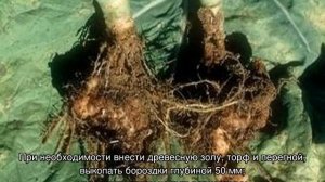 Маттиола ночная фиалка — цветок с чудным запахом