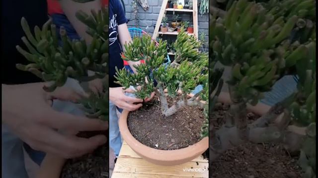 Creación de mini jardin con orejitas de Shrek ( Crassula Gollum) смотреть онлайн