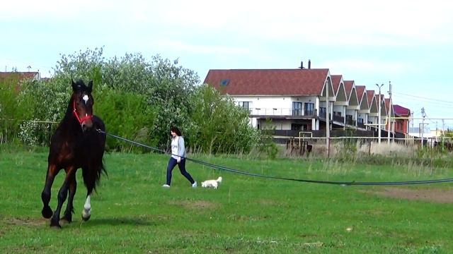 Канск. Орловец 2016 гр. продажа смотреть онлайн