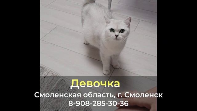 ДОМА ! Девочка , Смоленская область , г. Смоленск смотреть онлайн