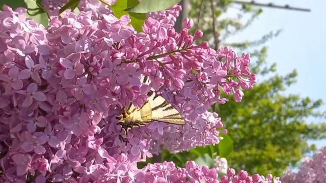Весна смотреть онлайн