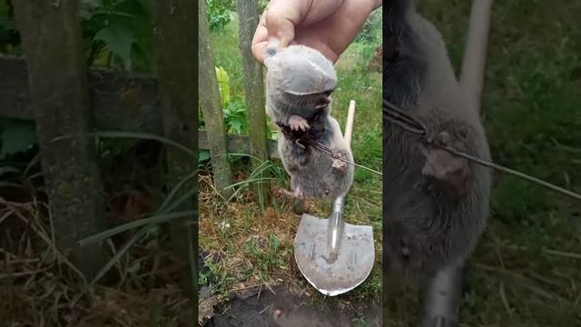 Ловля слепыша.