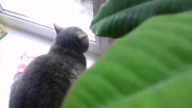 Моя кошка! Приколы с кошками)) смотреть онлайн