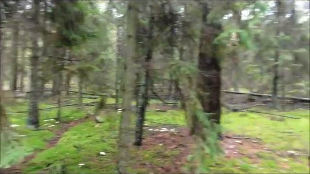 Гуляем с Лари...осень,лес,грибы...попробовала грибы зонтики... смотреть онлайн