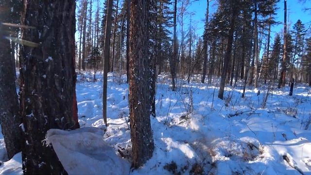 Мороз -40 ! ВЕЗЕТ НА КАЖДОМ ШАГУ! НОВЫЕ МЕСТА, ТО ГУСТО ТО ПУСТО ! Заработок на сборе серы . смотреть онлайн
