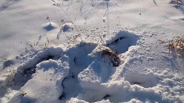 Следы #Лося смотреть онлайн