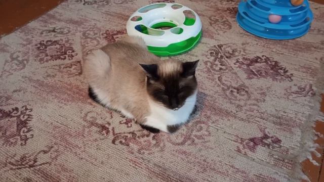 Как мы с Лилу болезнь победили😷!!!! смотреть онлайн