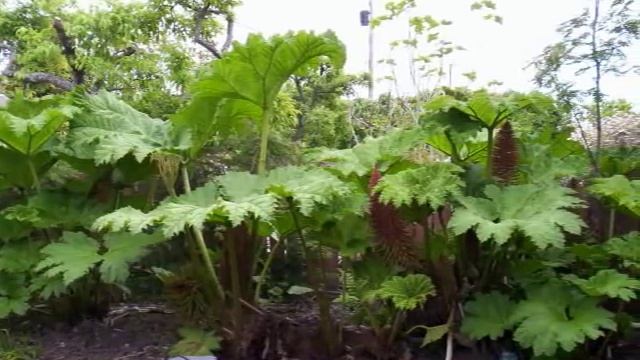 Gunnera - The Growth Of A Giant смотреть онлайн