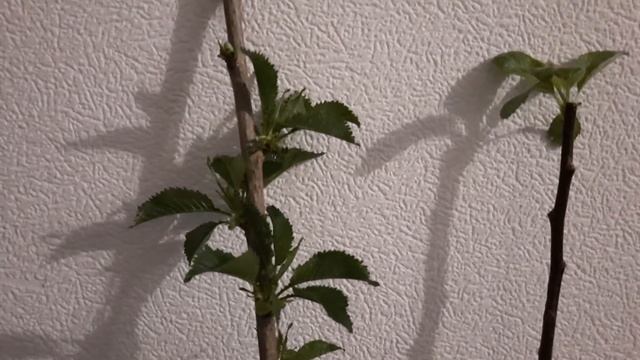Купили саженцы черешни и яблони/готовимся к переезду смотреть онлайн