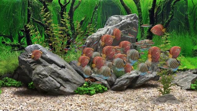 АКВАРИУМ 2 ЧАСА / AQUARIUM 2 HOURS смотреть онлайн
