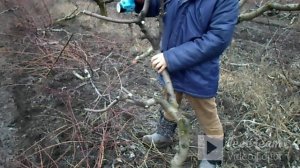 Аккумуляторный секатор китай обзор и тест драйв, стоит ли брать и какой реальный срез...