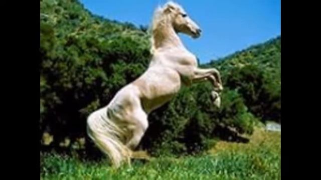 Берегите наших животных их и так мало осталось)) смотреть онлайн