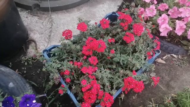 Обзор цветочных культур у двора. НЕ БОЙТЕСЬ ПОЗДНИХ ПОСАДОК!!