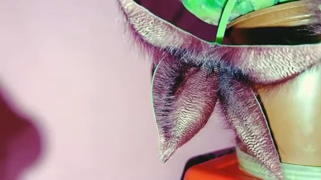 Стапелия, раскрытие бутона смотреть онлайн