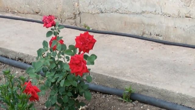 ОБЗОР ОГОРОДА НА 23.07.2018 года. ТОМАТ "АЛТАЙСКИЙ МЁД". смотреть онлайн