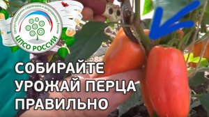 Когда и как собирать урожай перца. Выращиваем перец сладкий.