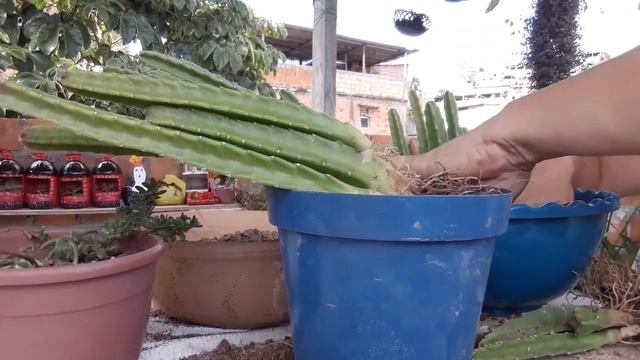 Cacto Estrela Stapelia Grandiflora смотреть онлайн