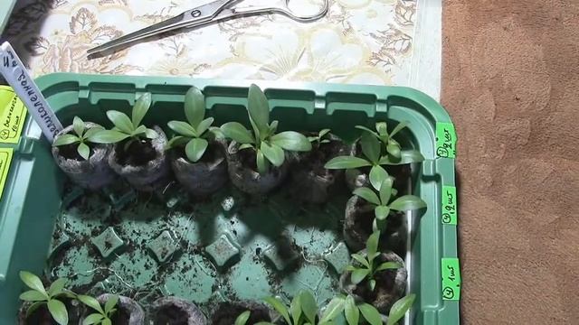 Выращиваем рассаду эустомы смотреть онлайн