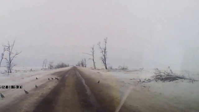 куропатки на дороге cut смотреть онлайн